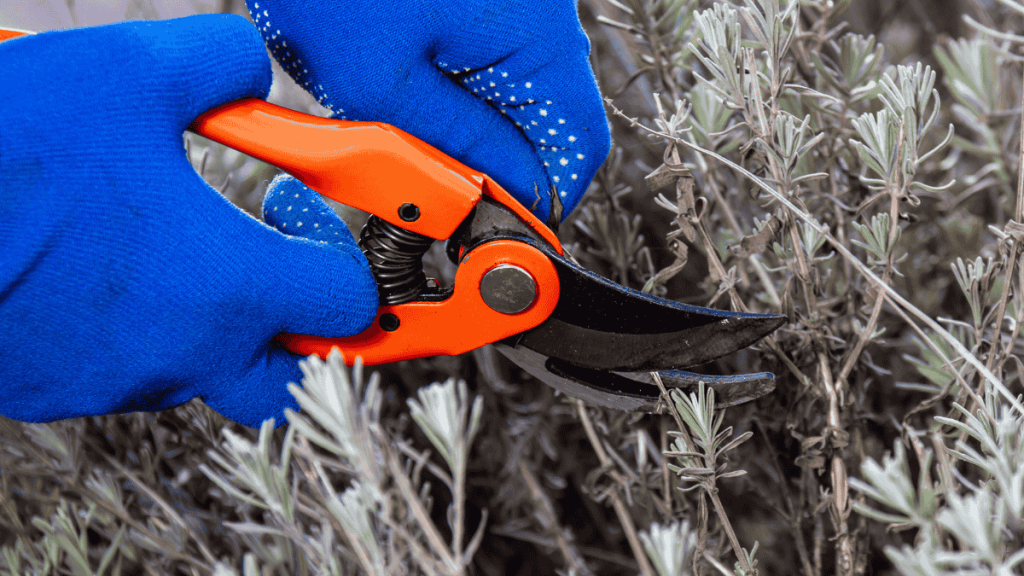Lavendel verholzt und wird zurückgeschnitten