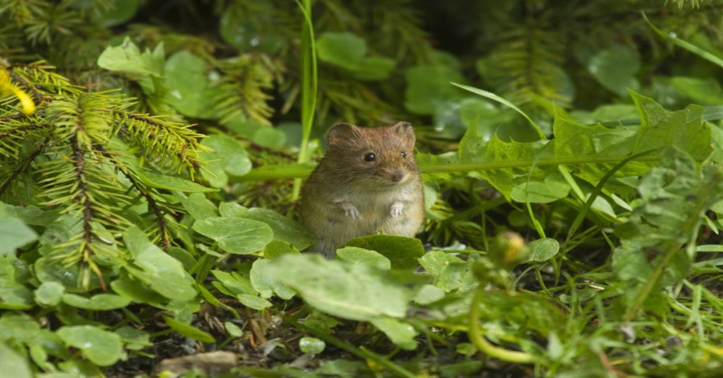 Eine Maus im Garten.