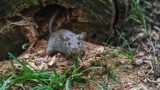 Eine Maus im Garten.