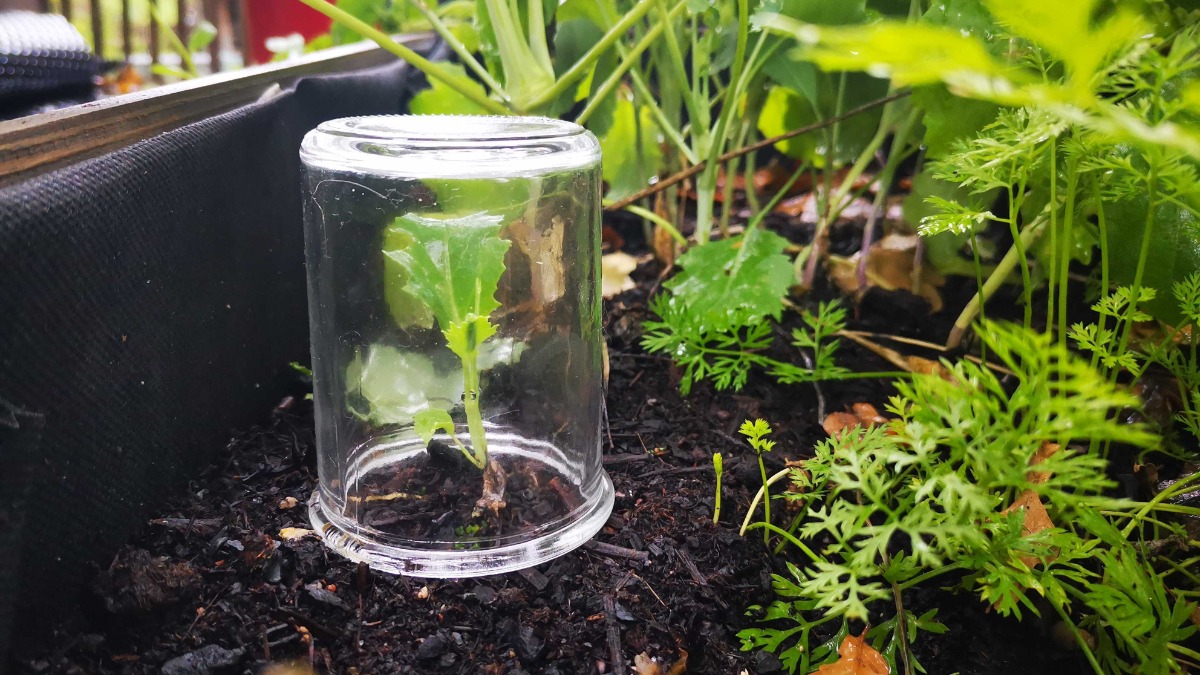 ein Einmachglas ist als Mini-Gewächshaus über eine junge Gemüsepflanze gestülpt