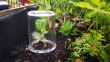 ein Einmachglas ist als Mini-Gewächshaus über eine junge Gemüsepflanze gestülpt