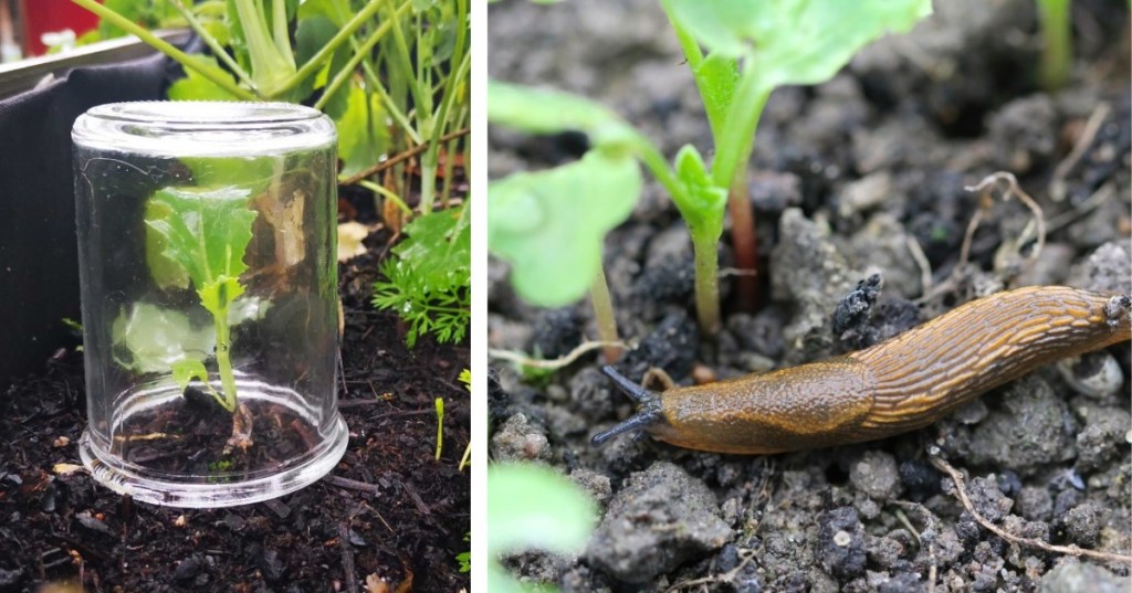 links auf dem Bild sieht man ein Einmachglas, das als Mini-Gewächshaus über eine junge Gemüsepflanze gestülpt ist, rechts ist eine Nacktschnecke in einem Beet zu sehen