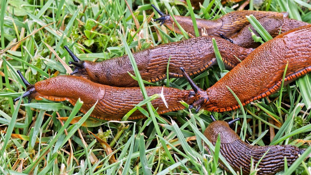 Mehrere Nacktschnecken in einem Garten.