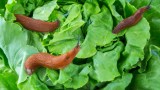 Nacktschnecken vertilgen Salat im Garten.
