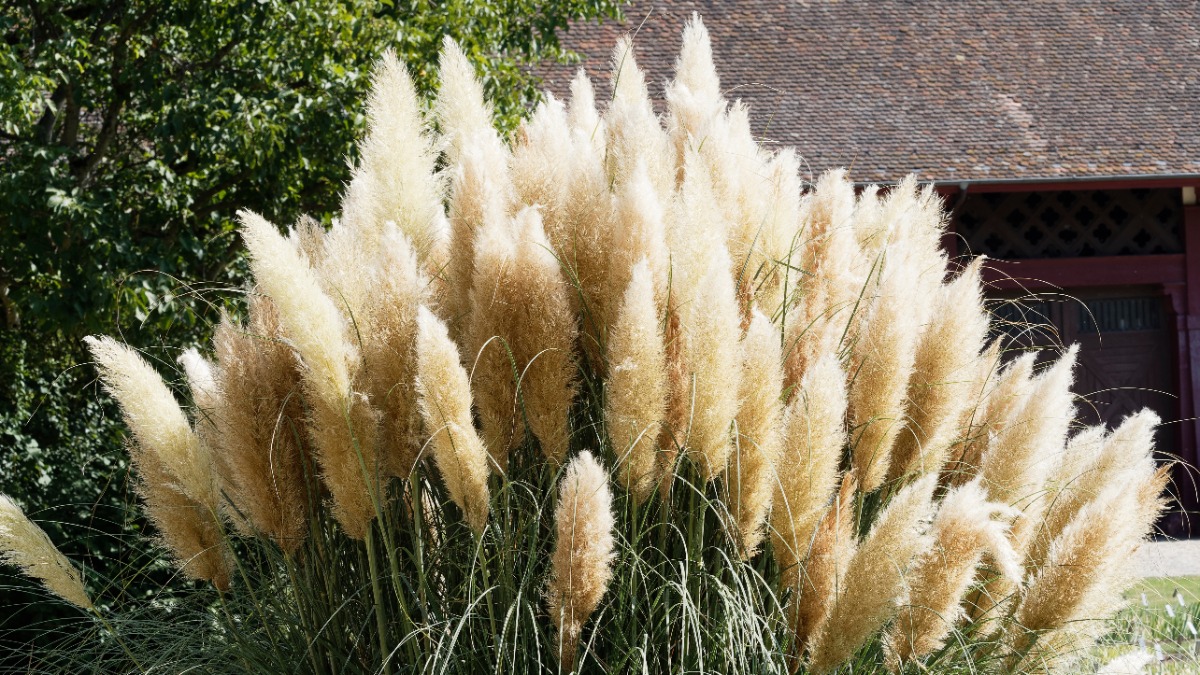 Blühendes Pampasgras in einem Garten