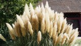 Blühendes Pampasgras in einem Garten