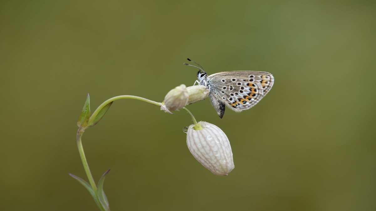 Eine Motte auf einer Blume.