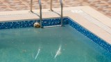 ein verdreckter Pool