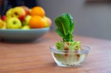 Ein Romana-Salatherz wird in einer Schüssel mit Wasser nachgezogen. Symbolbild: Regrowing