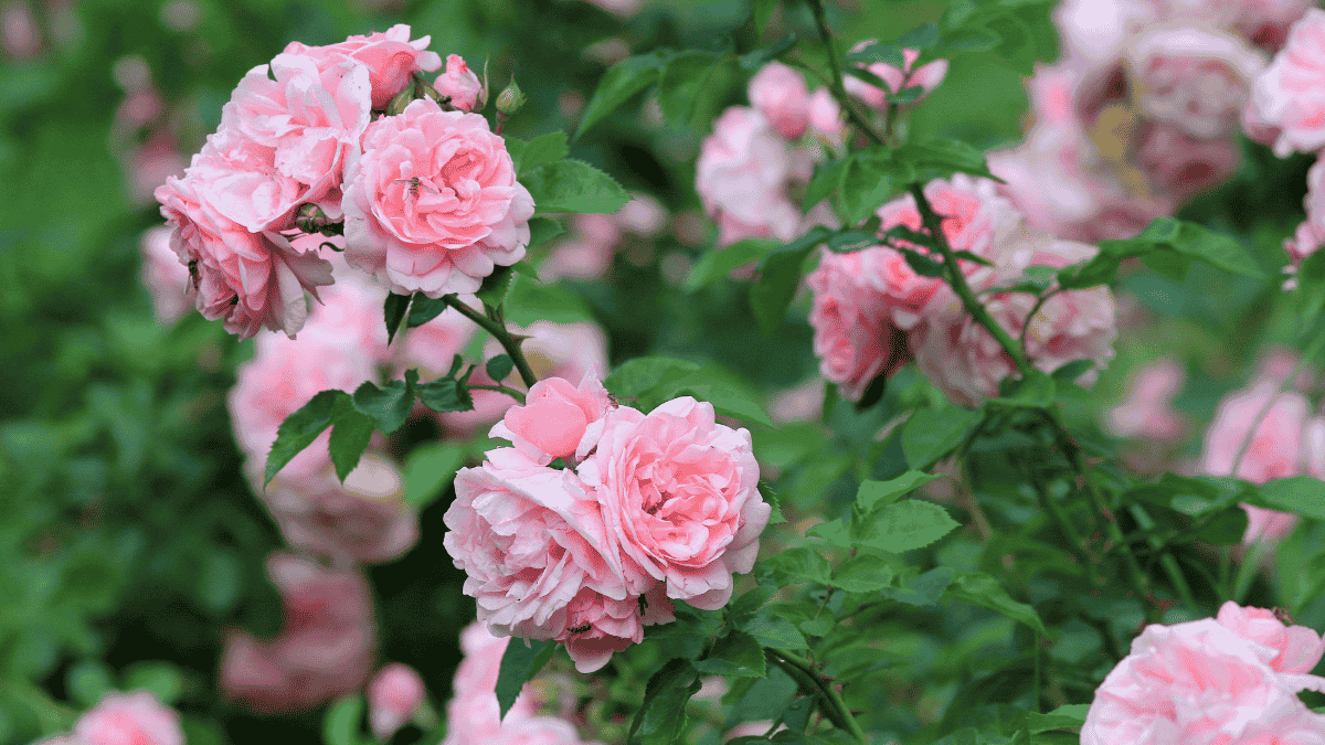 Rosendünger, rosa Strauchrose