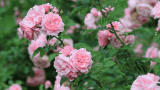 Rosendünger, rosa Strauchrose