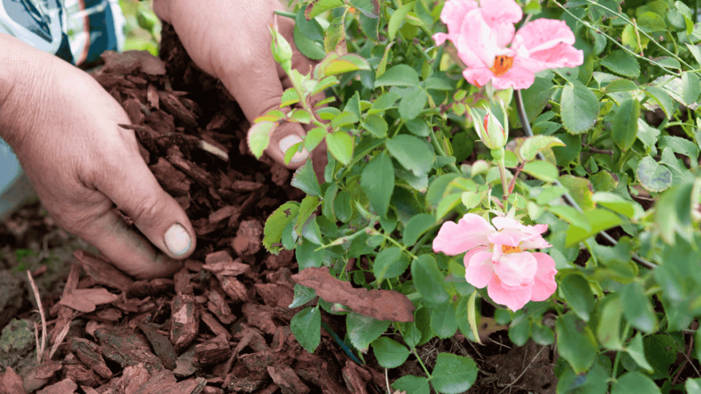 Rosendünger, rosa Strauchrose, Hände düngen