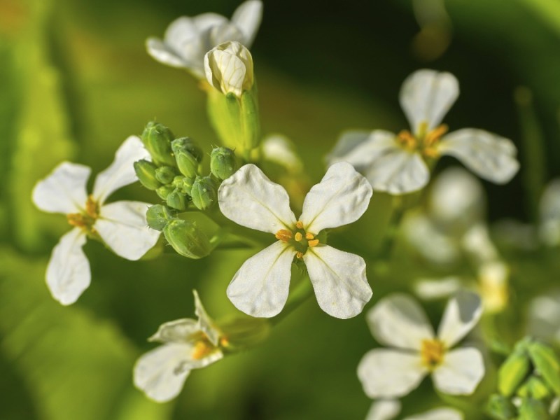 Ein blühender Rucola.