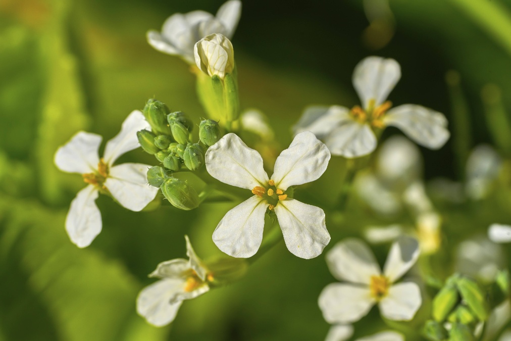 Ein blühender Rucola.