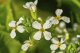Ein blühender Rucola.