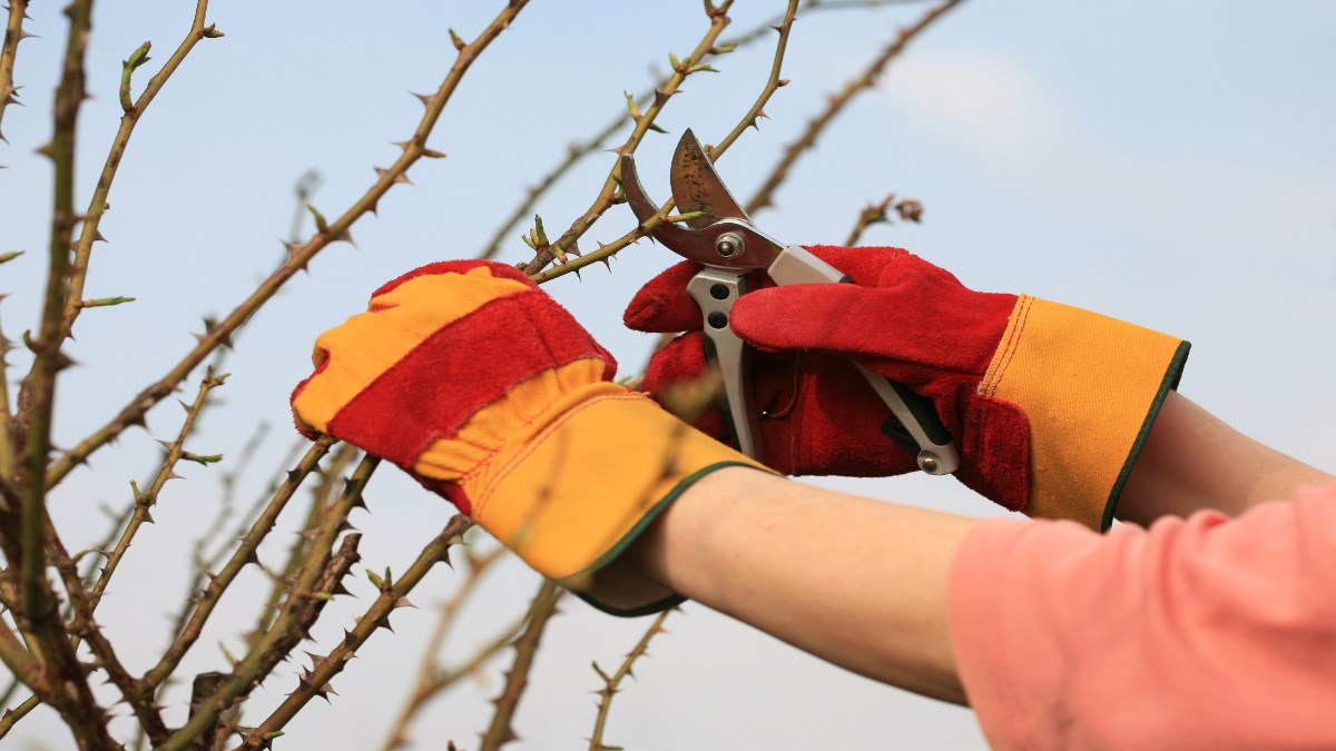 Eine Person schneidet einen Strauch im Garten zurück.