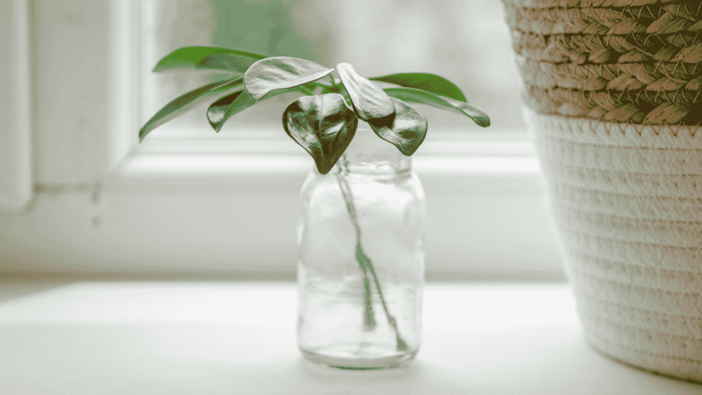 Schefflera vermehren, Scheffleraableger in Glasvase auf Fensterbrett