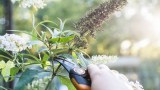 Schmetterlingsflieder wird geschnitten