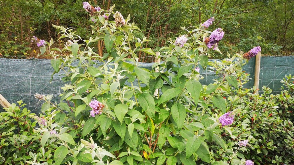 Schmetterlingsflieder im Garten