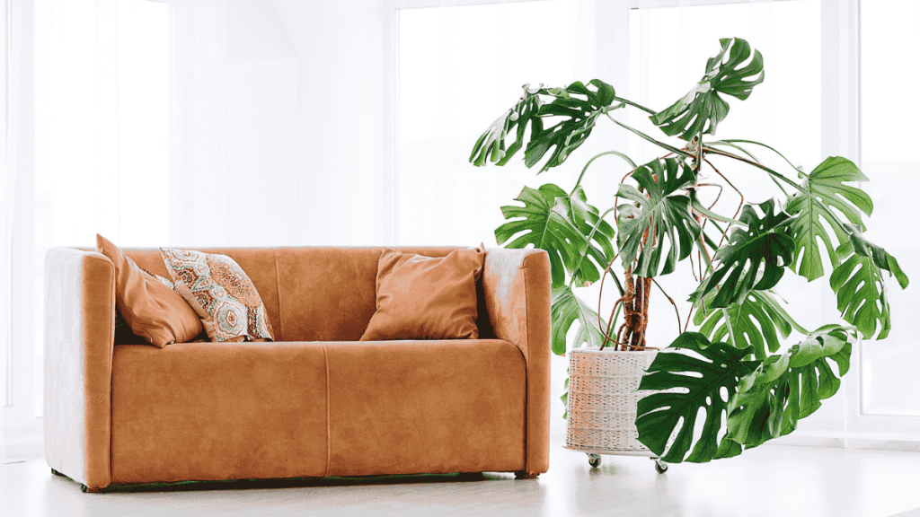 schnell wachsende Zimmerpflanzen, große Monstera neben Sofa