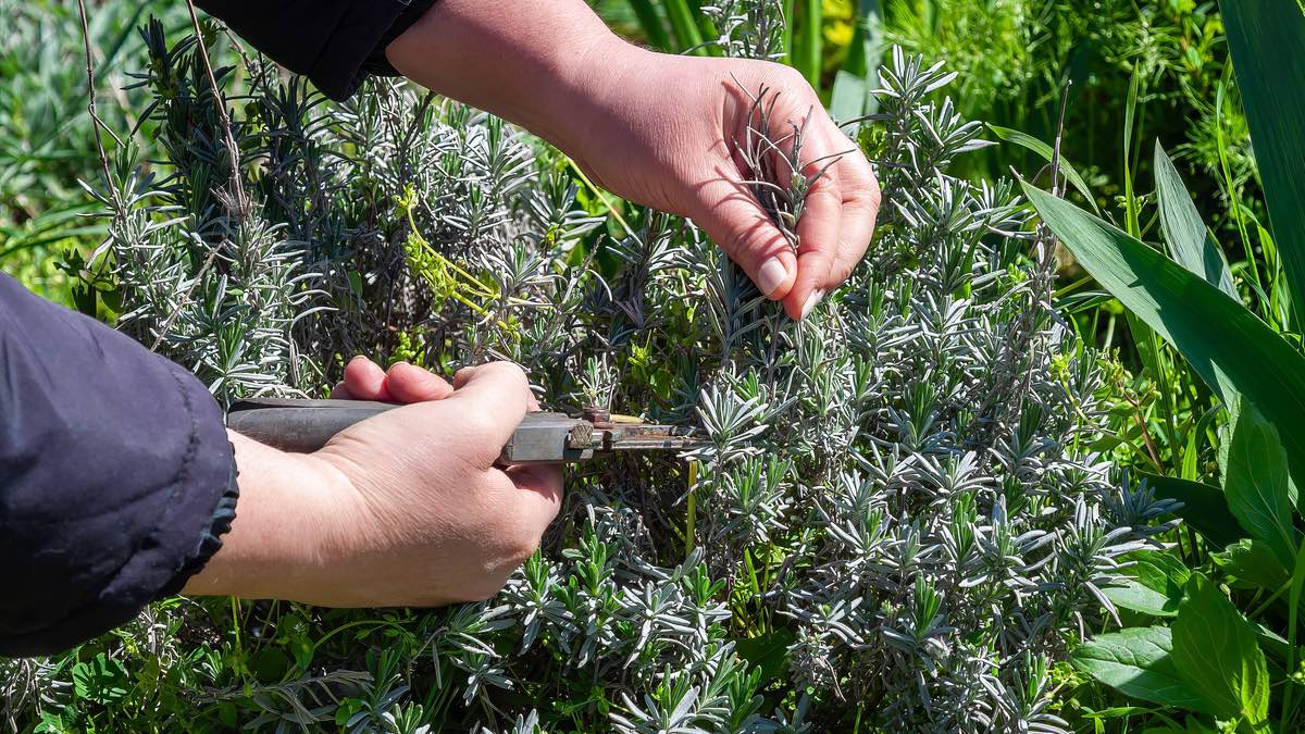 Lavendel schneiden: Jemand nimmt einen Sommerschnitt vor, damit der Lavendel noch ein zweites Mal blüht.