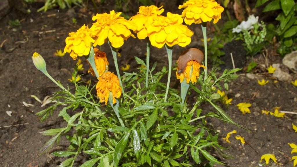 Studentenblume mit Nacktschnecke