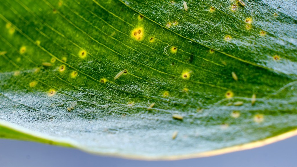Thripse auf dem Blatt einer Pflanze.
