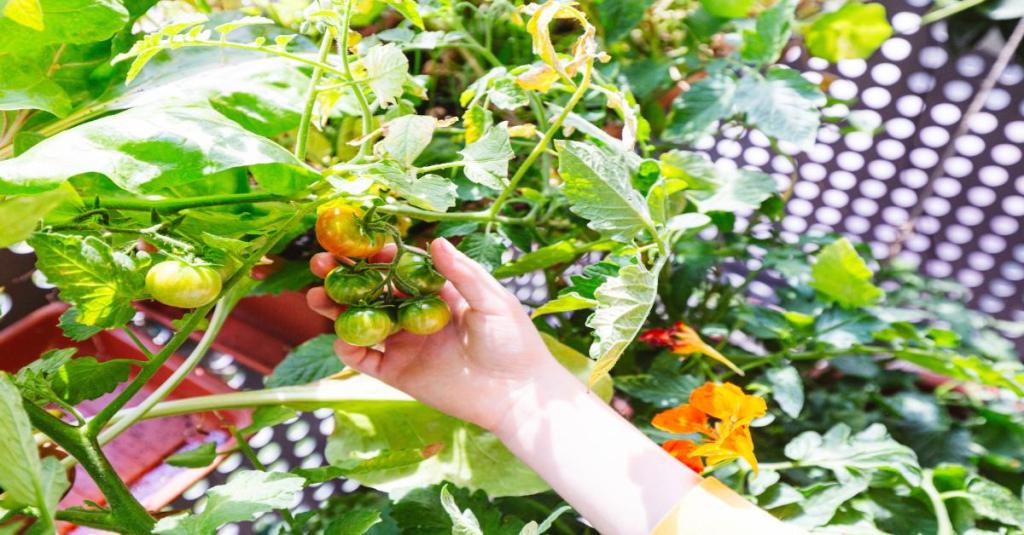 Person hält unreife Tomaten in der Hand.