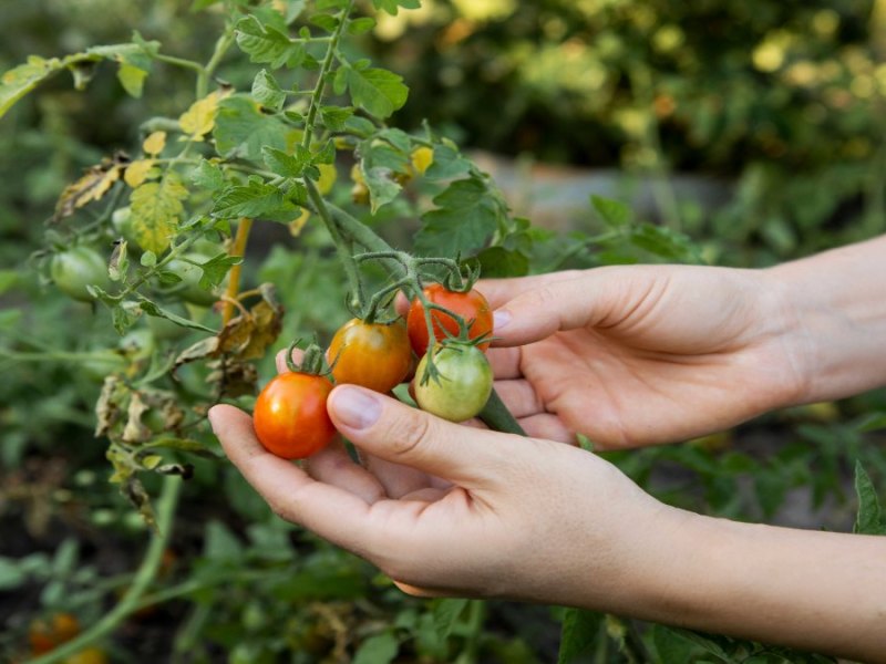 Garten: Tomaten mit grünem Kragen? Das musst du über die Fehlbildung wissen