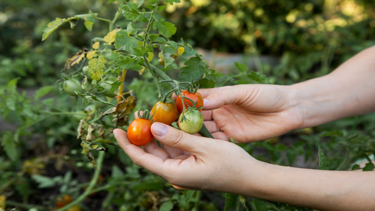 Person hält unreife Tomaten in der Hand.
