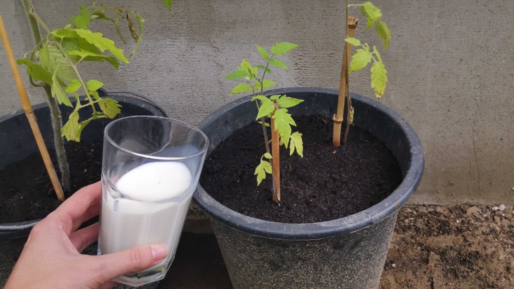 Tomaten gießen mit Milch