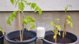 zwei Tomatenpflanzen und ein Glas Milch