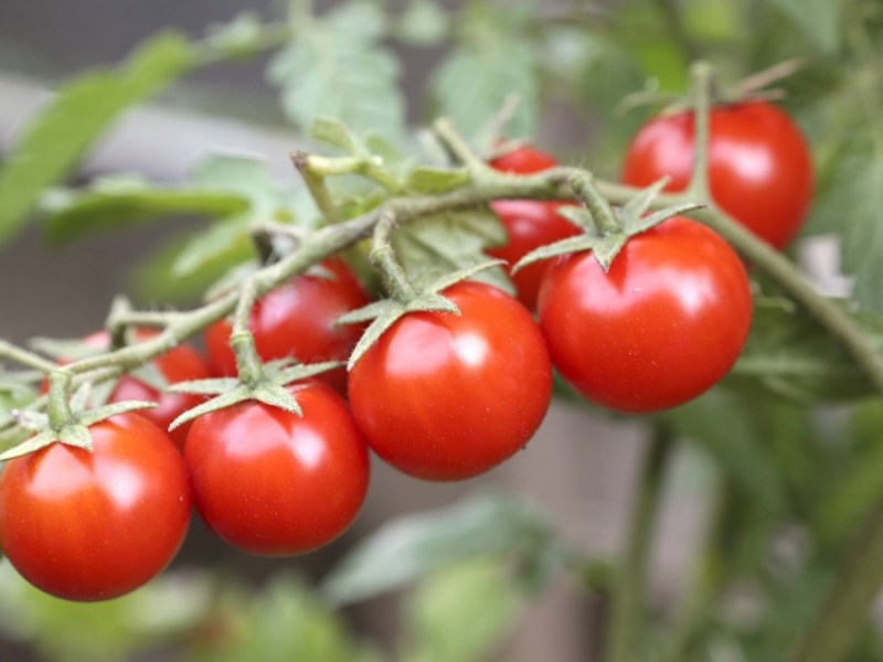 Cocktailtomaten