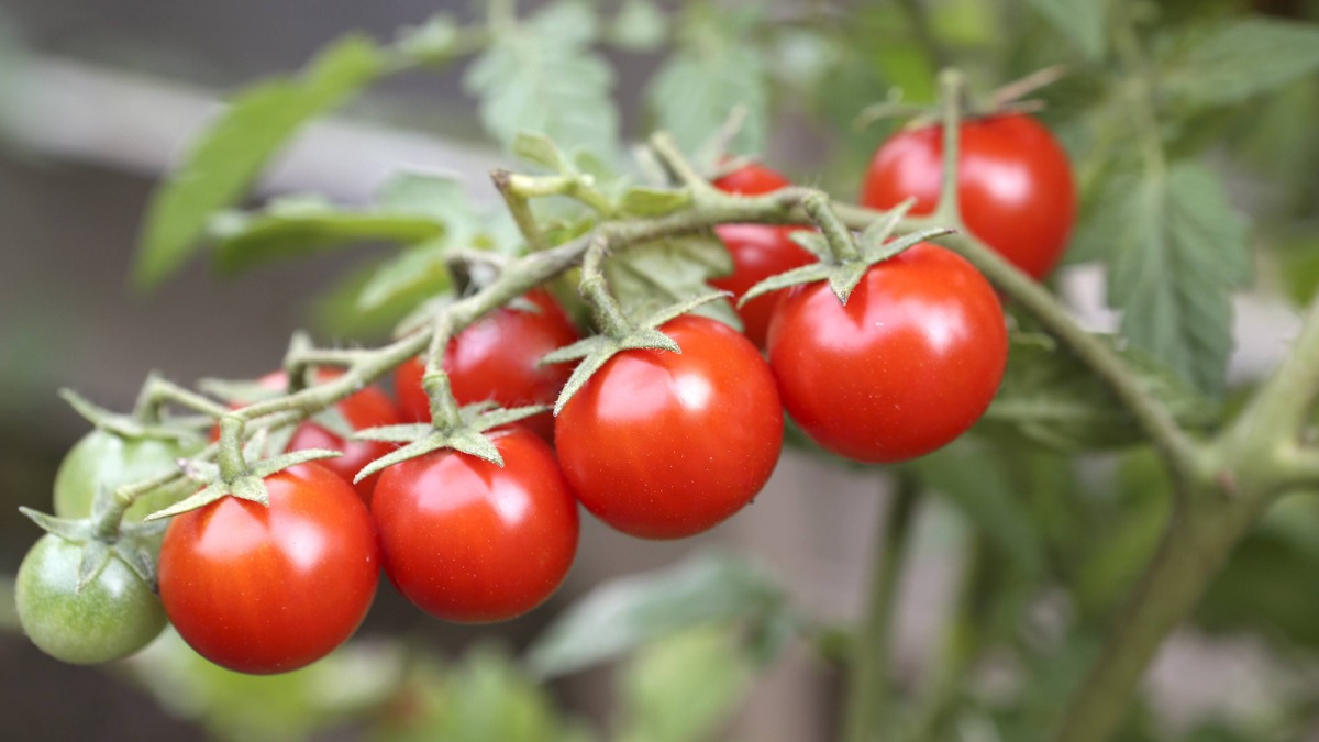 Cocktailtomaten