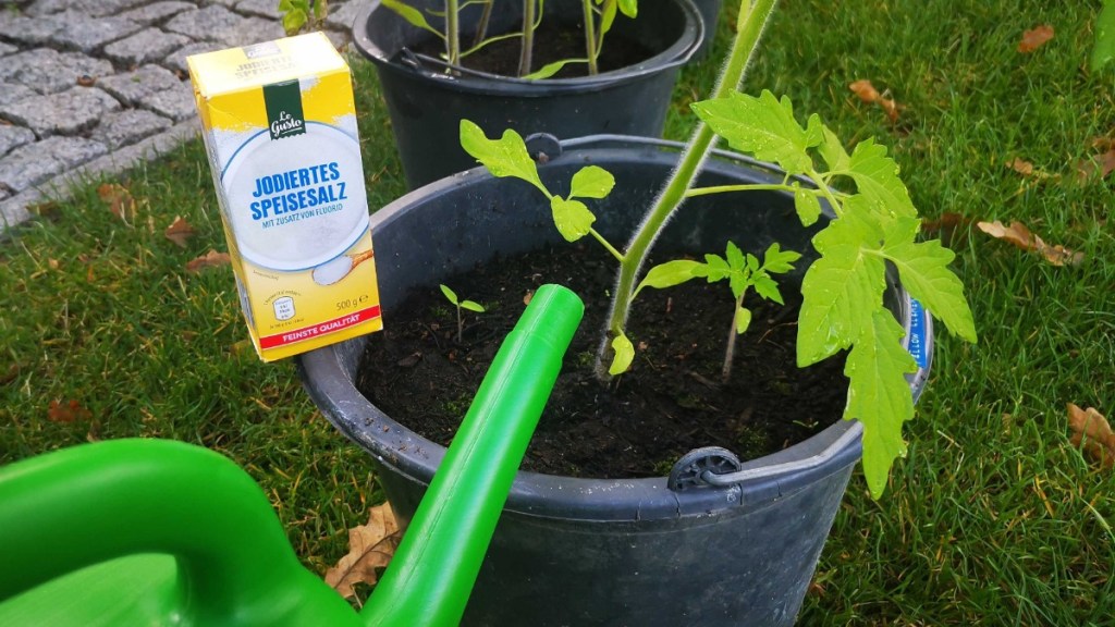 Tomaten werden mit Salzwasser gegossen