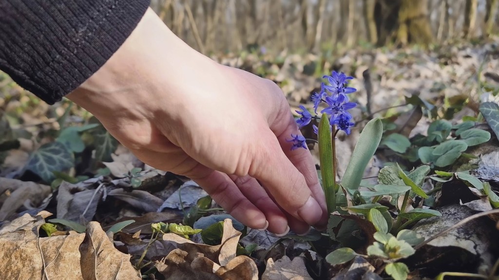 Blumen pflücken