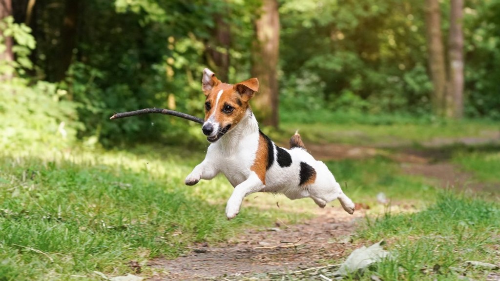 Hund frei laufen lassen