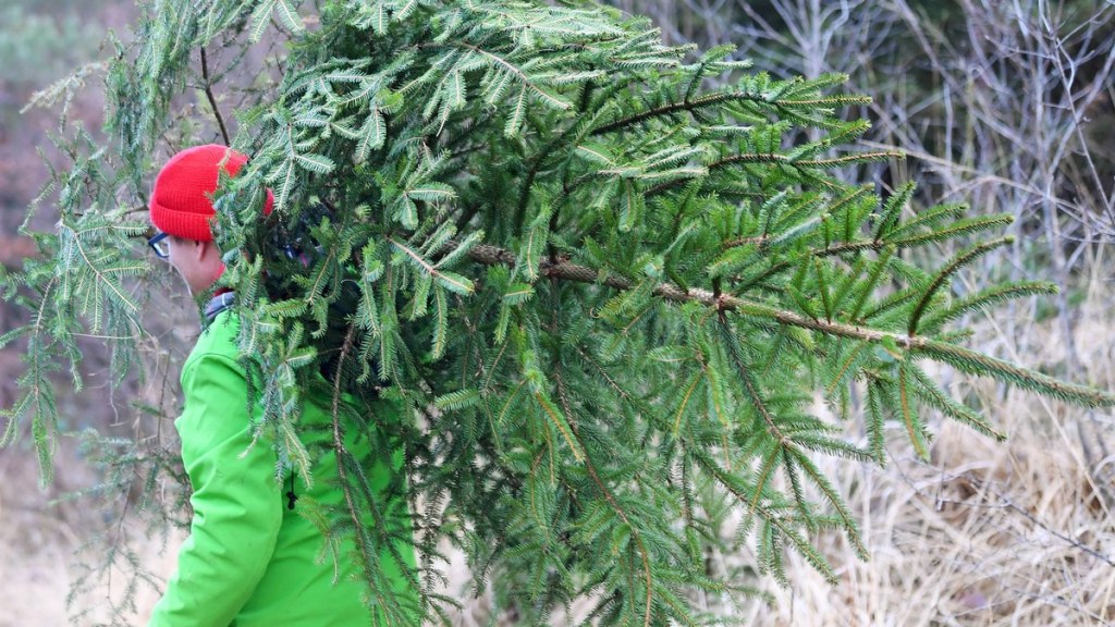 Tannenbaum mitnehmen