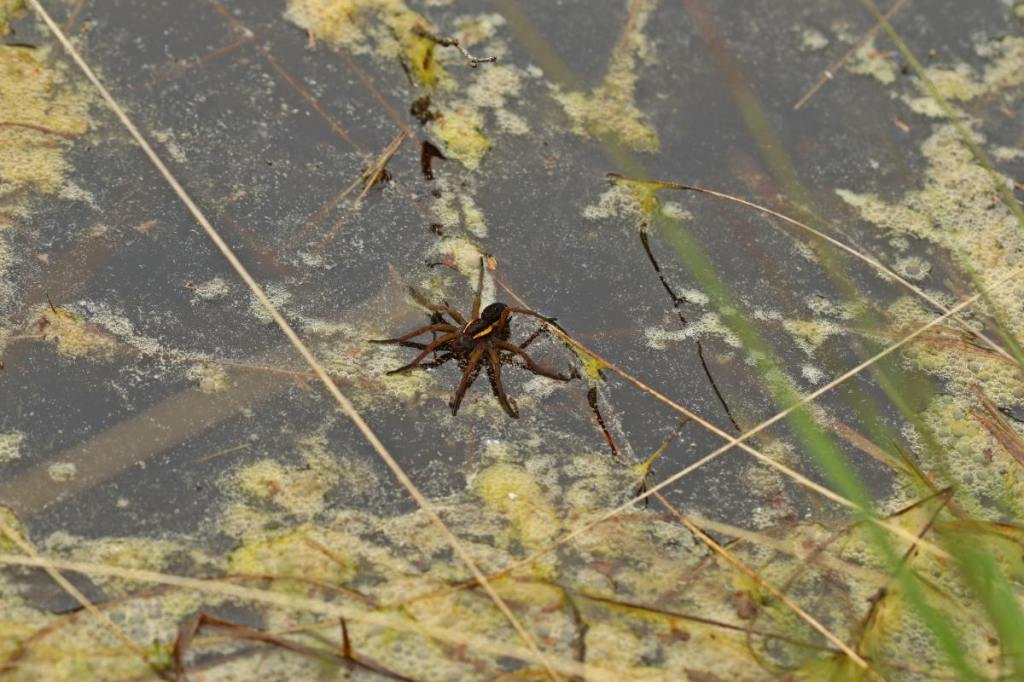 Die Gerandete Wasserspinne auf einem Gewässer.