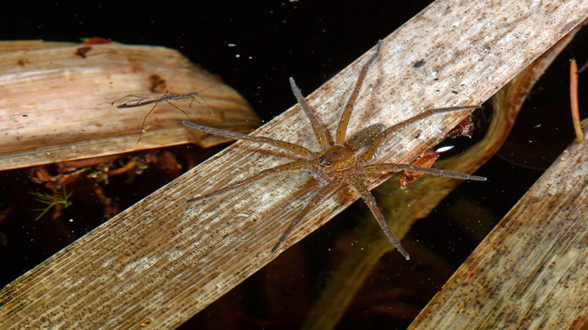 Die Gerandete Wasserspinne auf einem Gewässer.