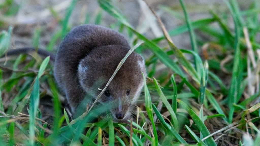 eine Wasserspitzmaus im Gras