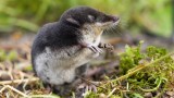 eine Wasserspitzmaus