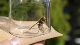 eine Wespe wurde mit einem Glas und einem Papier eingefangen