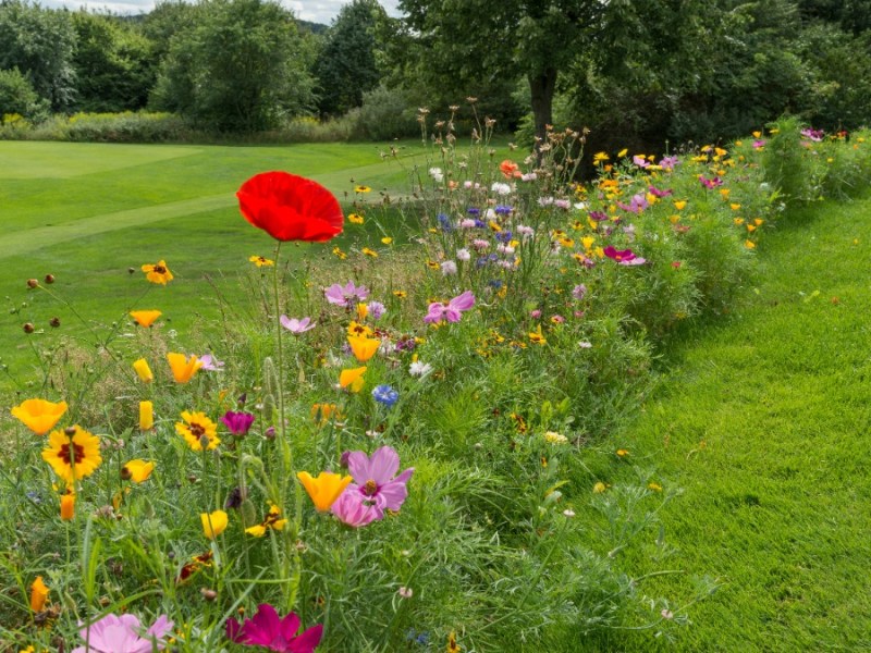 Rasen: Schluss mit Golfrasen! So wird dein Garten zum Paradies für Insekten