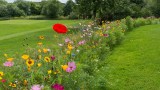 Blumenwiese