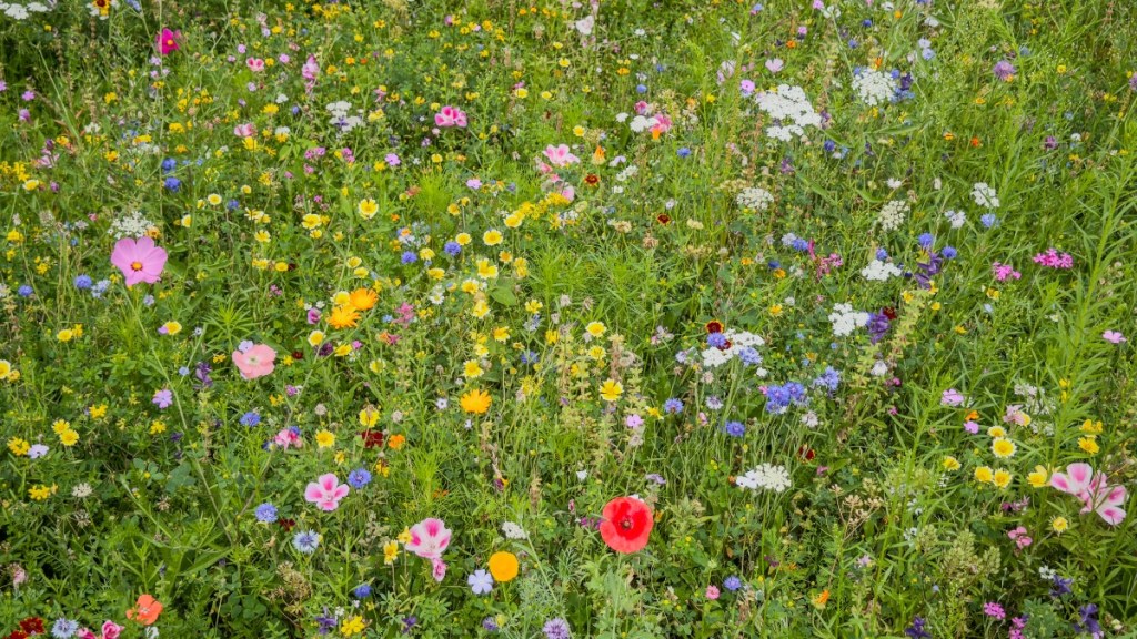Wildblumenwiese