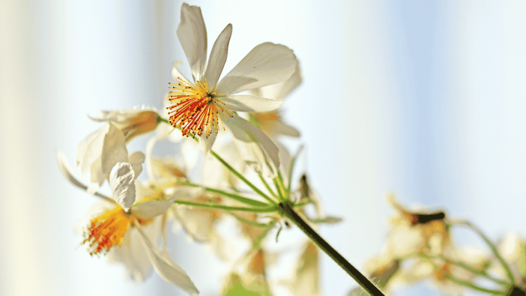 Zimmerlinde Blüte weiß