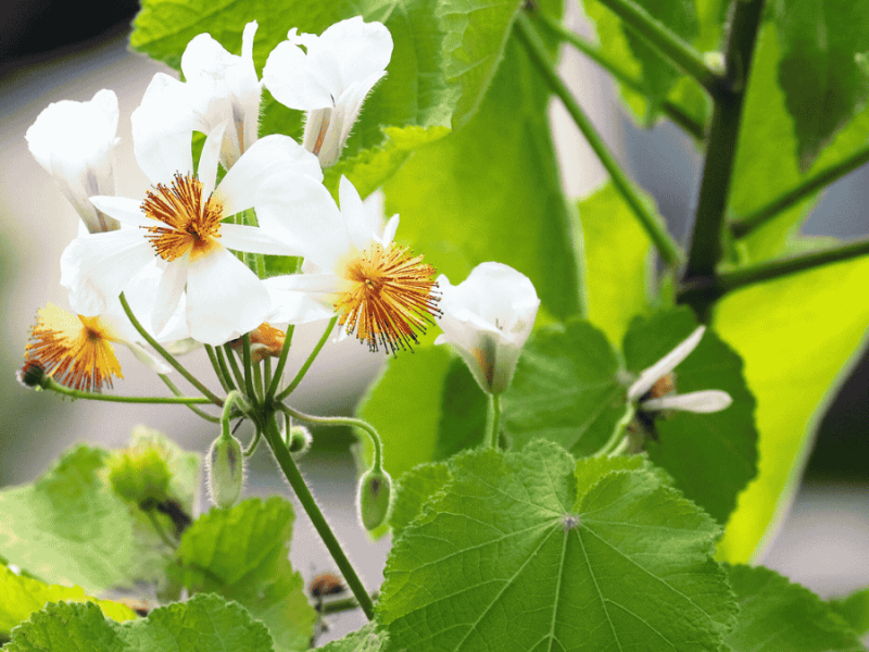 Zimmerlinde Blüte weiß