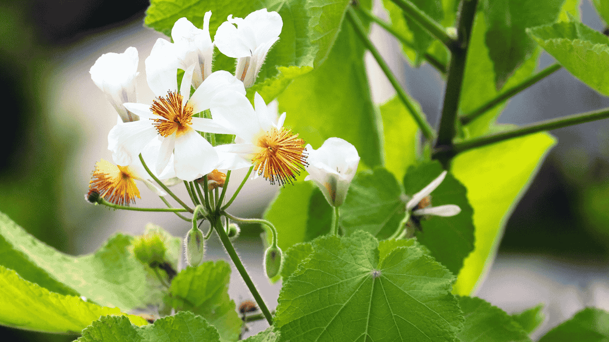 Zimmerlinde Blüte weiß