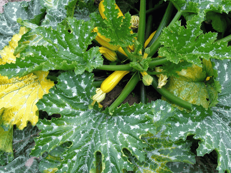 Zucchini-Blätter gelb